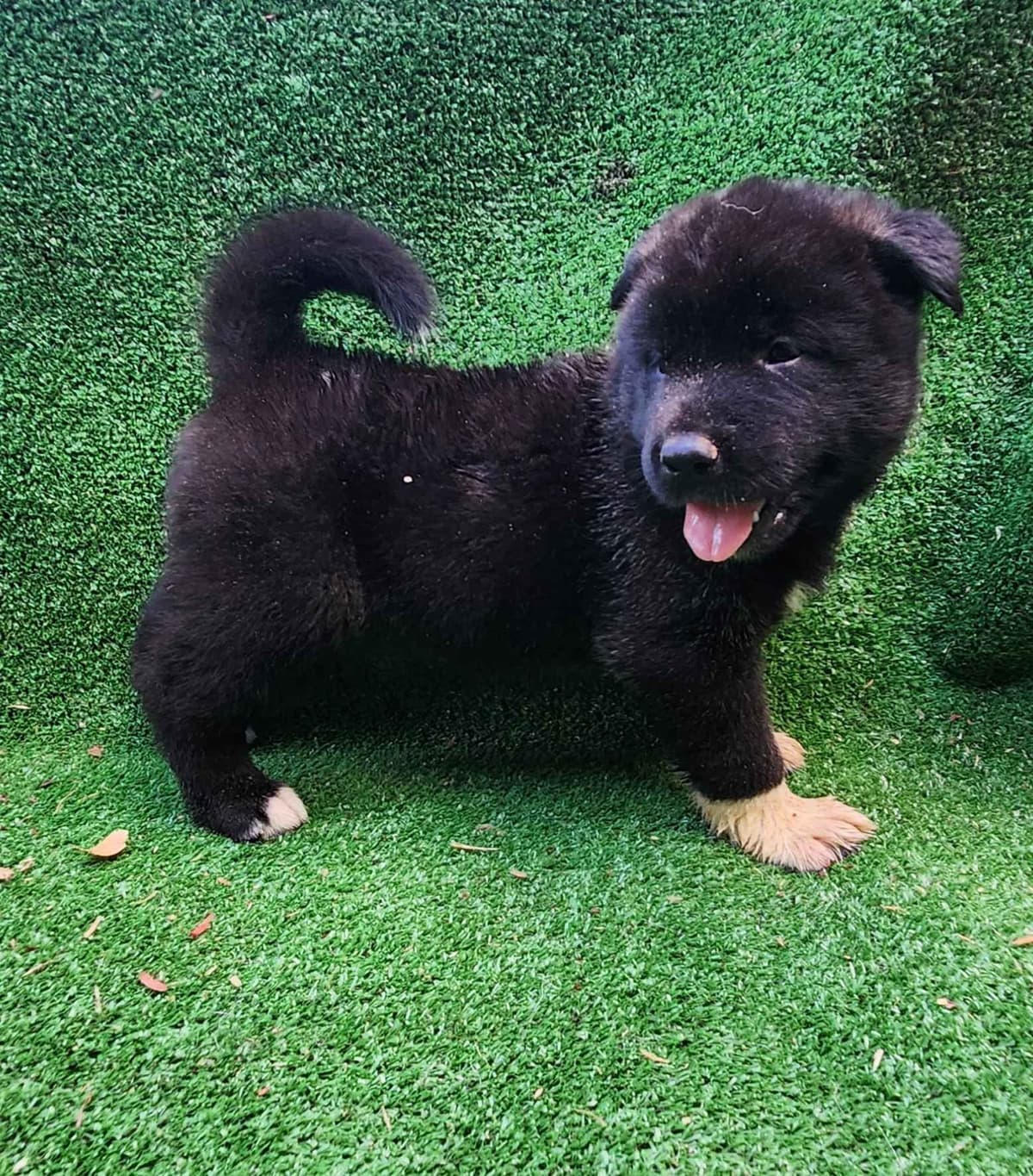Akita Puppies breeder image 9