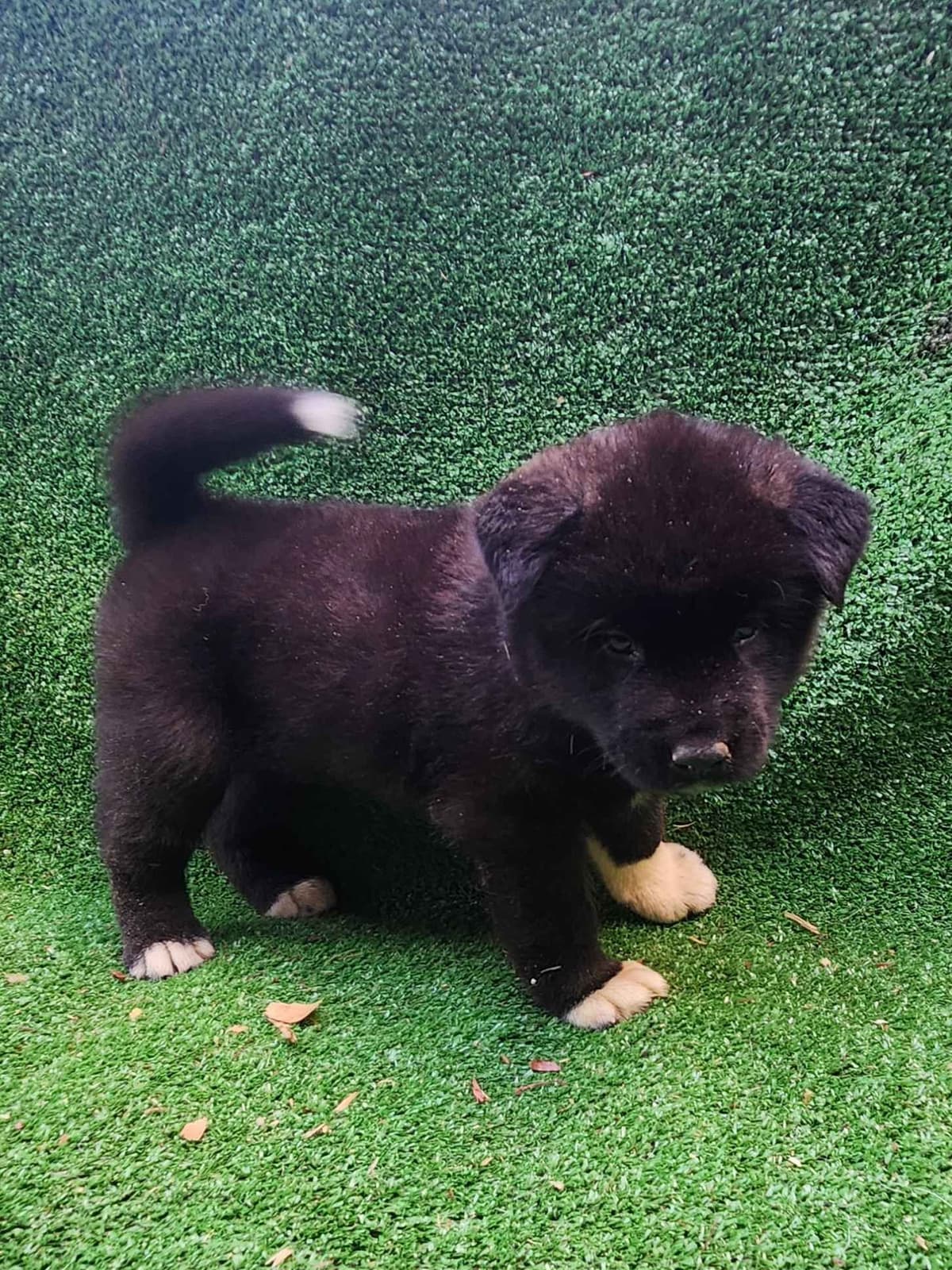 Akita Puppies breeder image 12