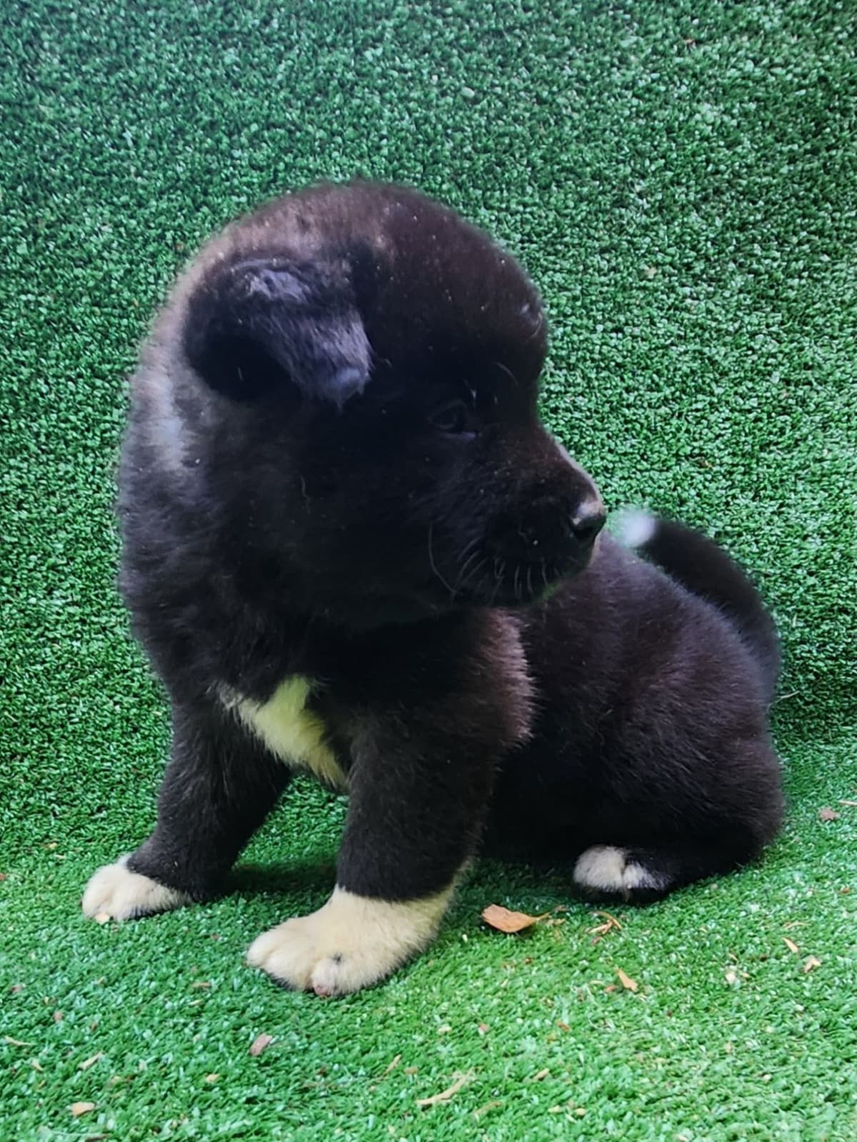 Akita Puppies breeder image 10