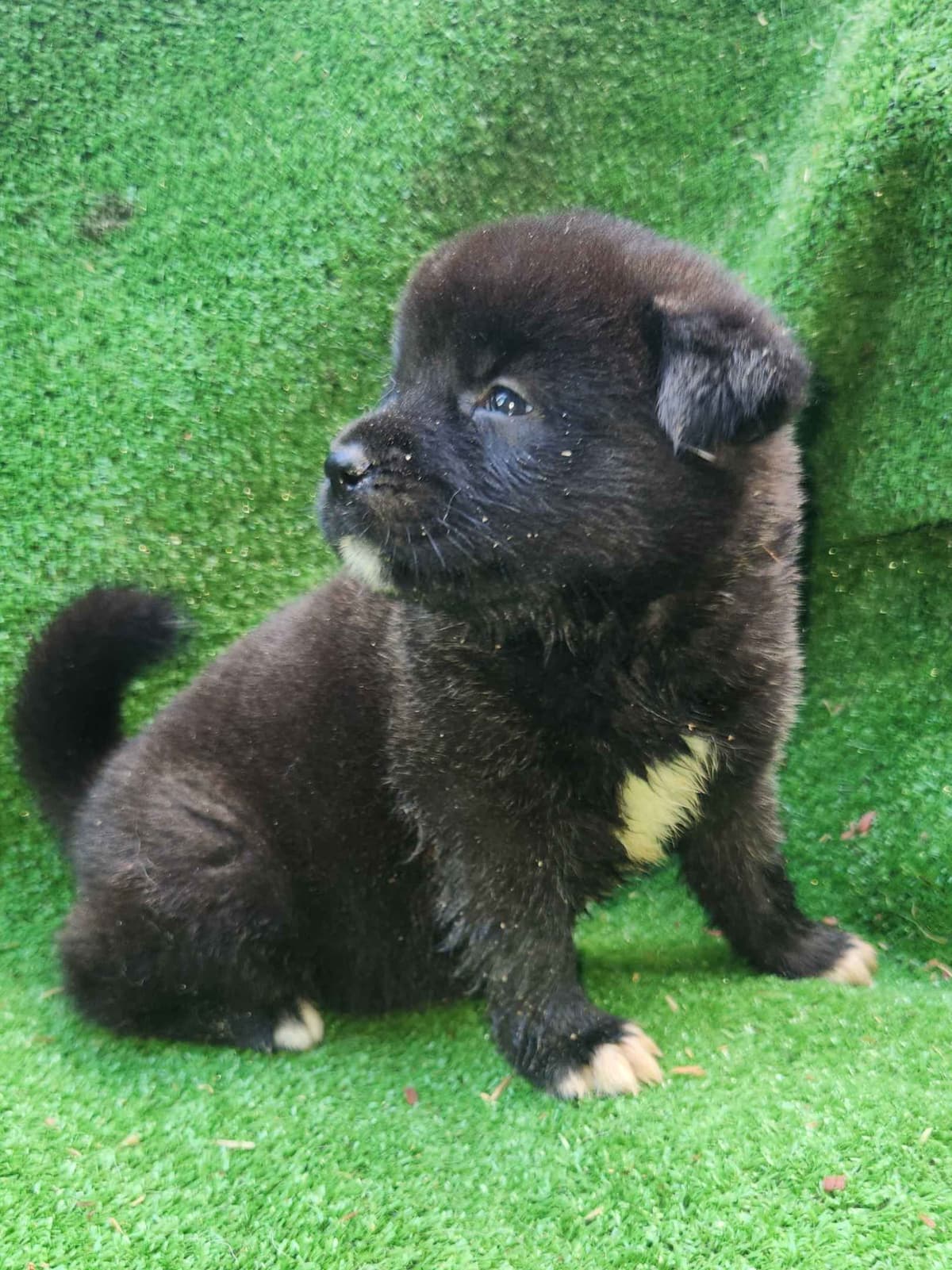 Akita Puppies breeder image 11