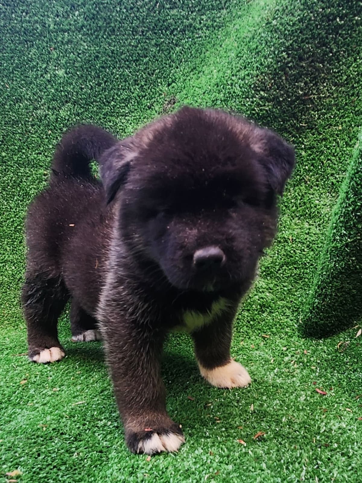 Akita Puppies breeder image 13