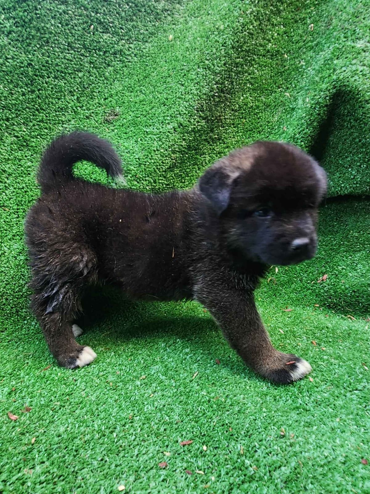 Akita Puppies breeder image 15