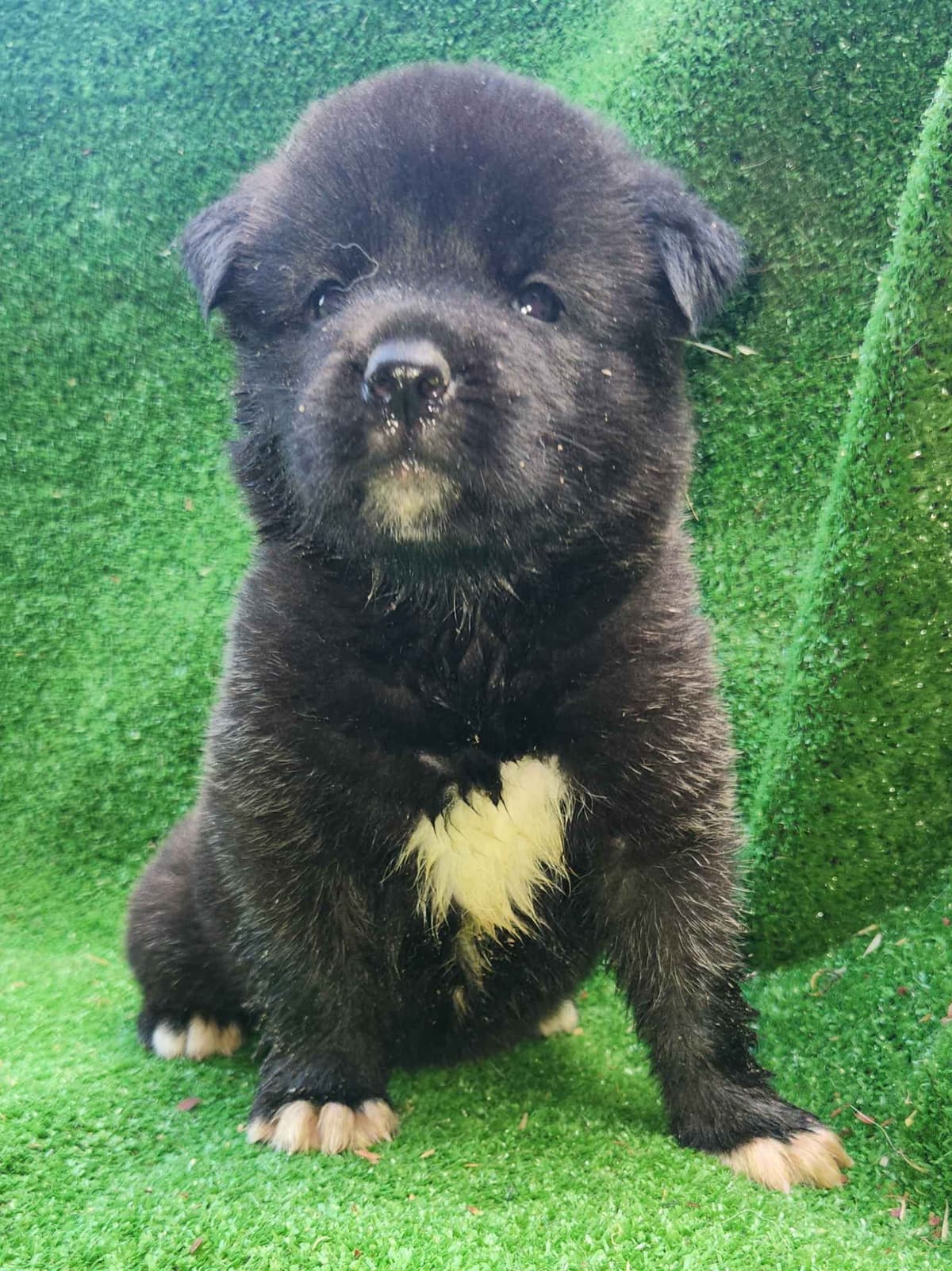 Akita Puppies breeder image 14