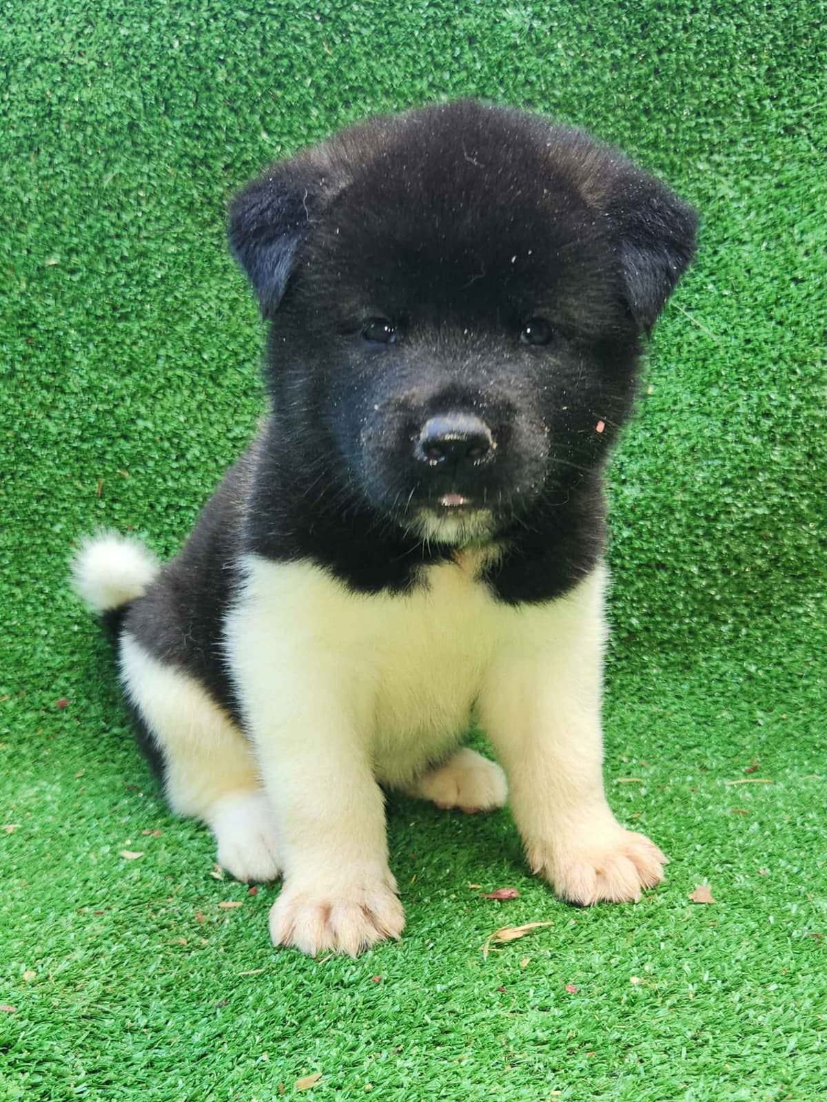 Akita Puppies breeder image 17