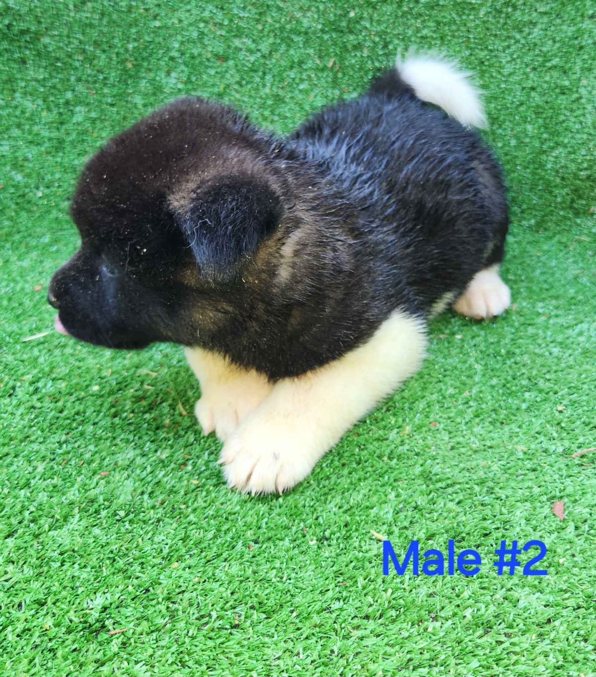 Akita Puppies breeder image 16