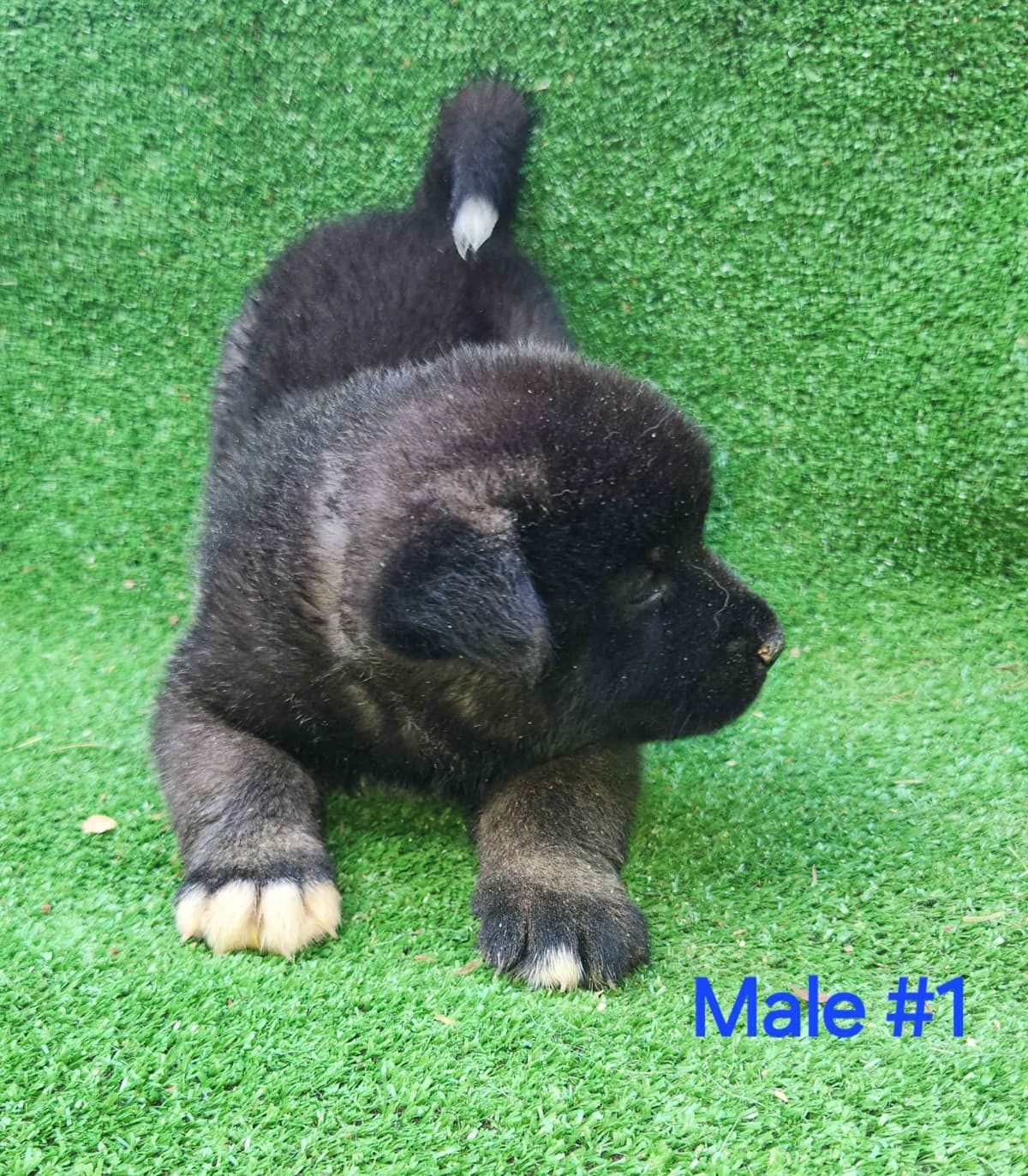 Akita Puppies breeder image 19