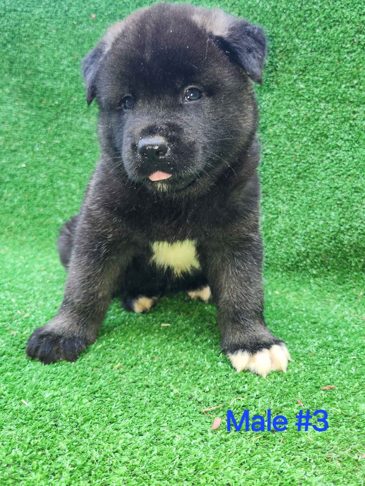 Akita Puppies breeder image 20