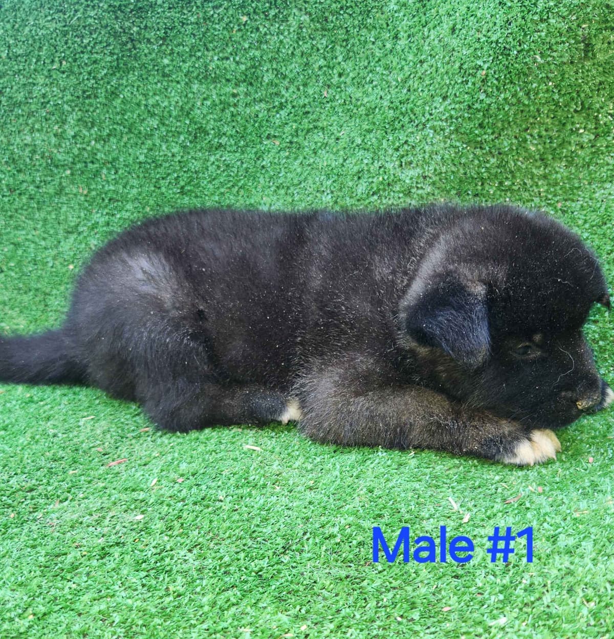 Akita Puppies breeder image 21