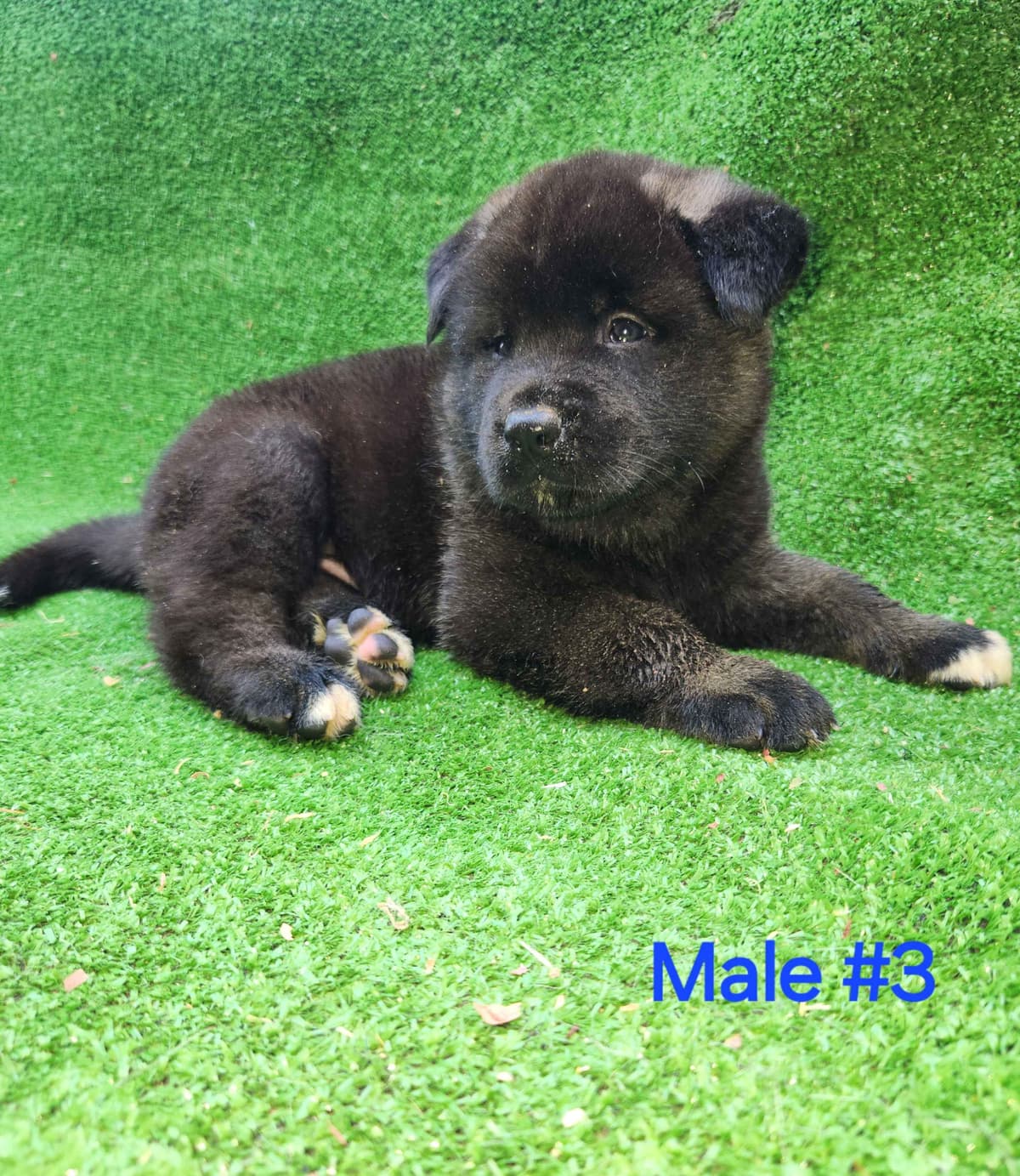 Akita Puppies breeder image 23