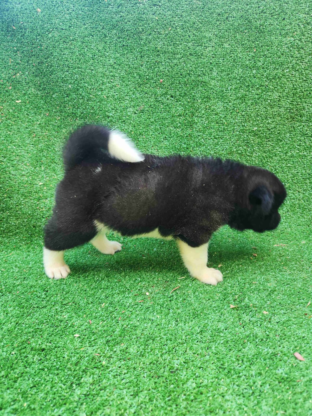 Akita Puppies breeder image 24