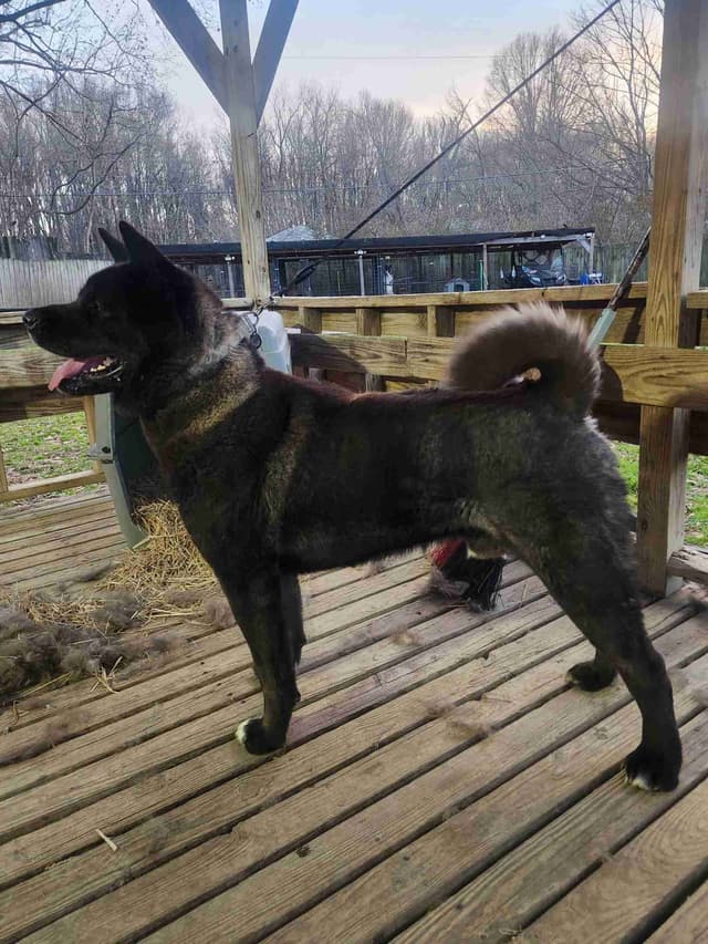 Akita Puppies media 3