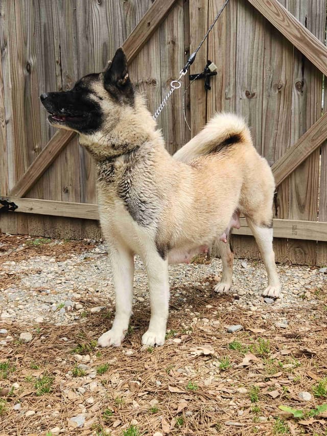 Akita Puppies media 4