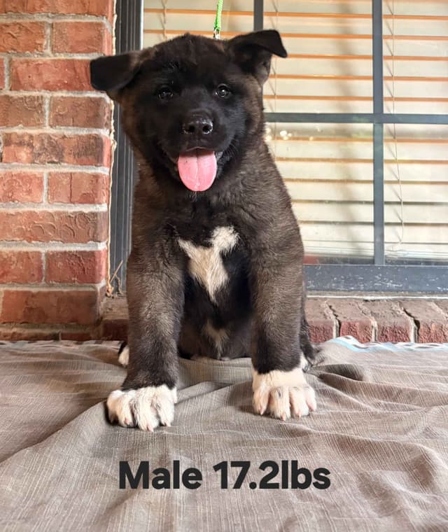 Akita Puppies media 6