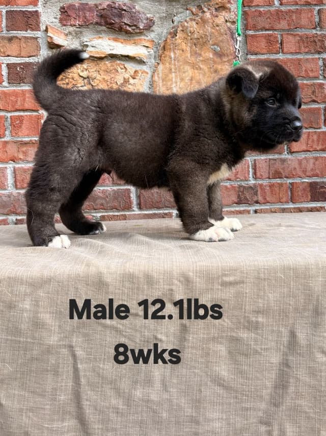 Akita Puppies media 5