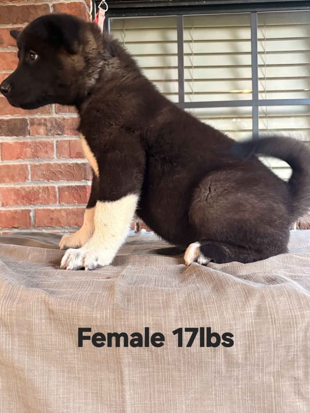 Akita Puppies media 8