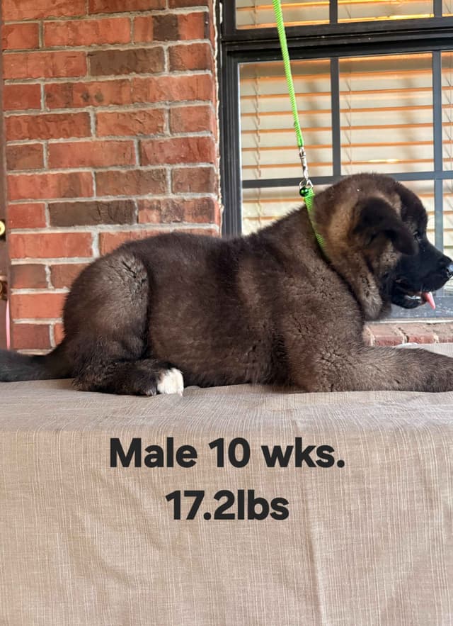 Akita Puppies media 9