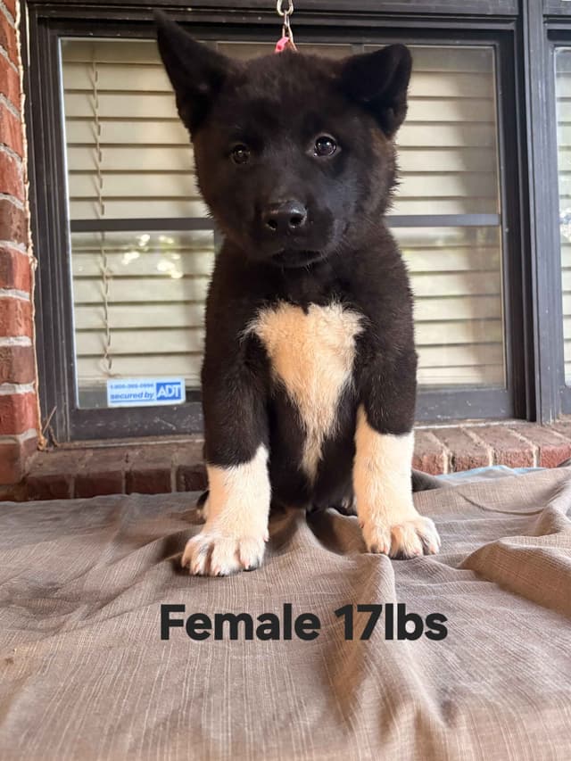 Akita Puppies media 10