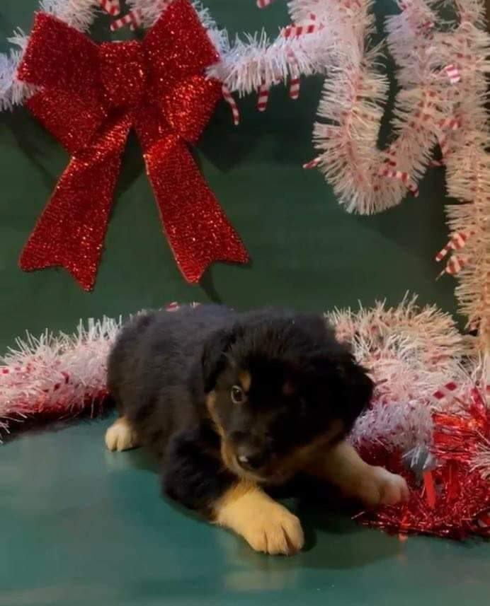 Border Collie Puppies breeder image 1