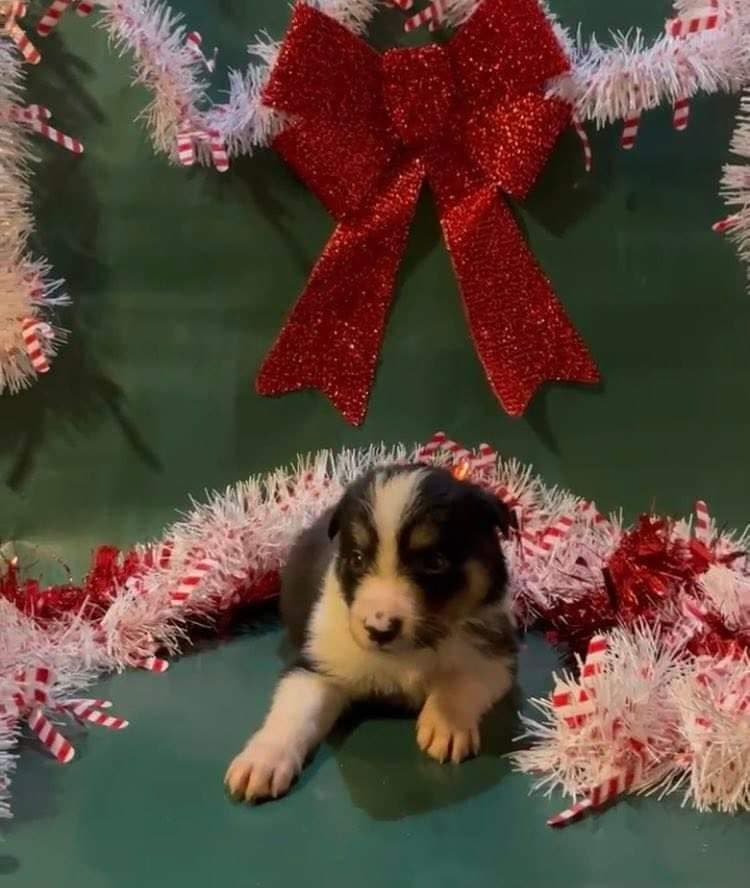 Border Collie Puppies breeder image 3