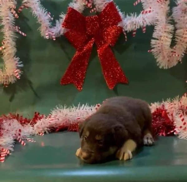 Border Collie Puppies breeder image 4