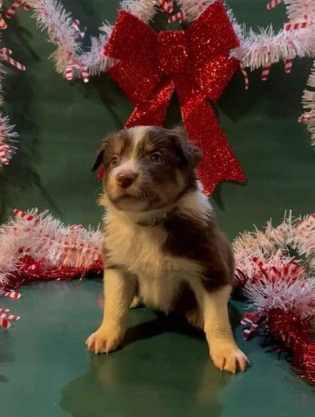 Border Collie Puppies breeder image 5