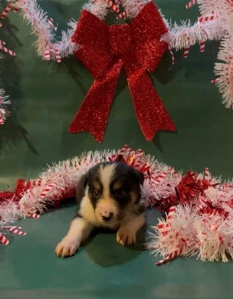 Border Collie Puppies breeder image 6