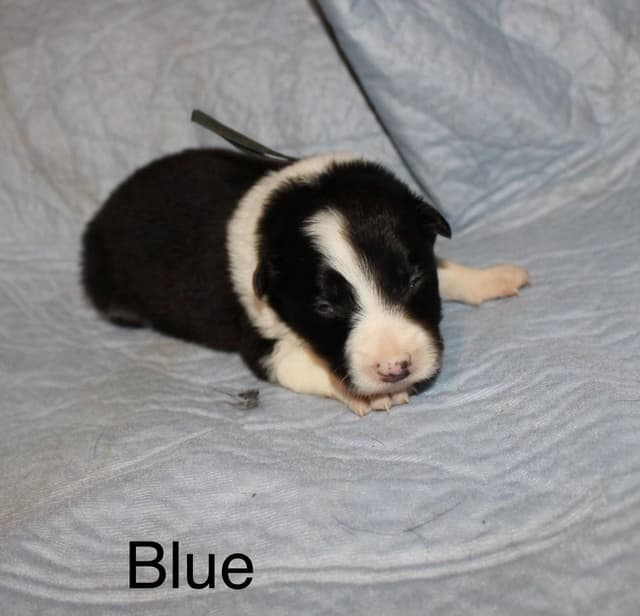 Border Collie Puppies media 2