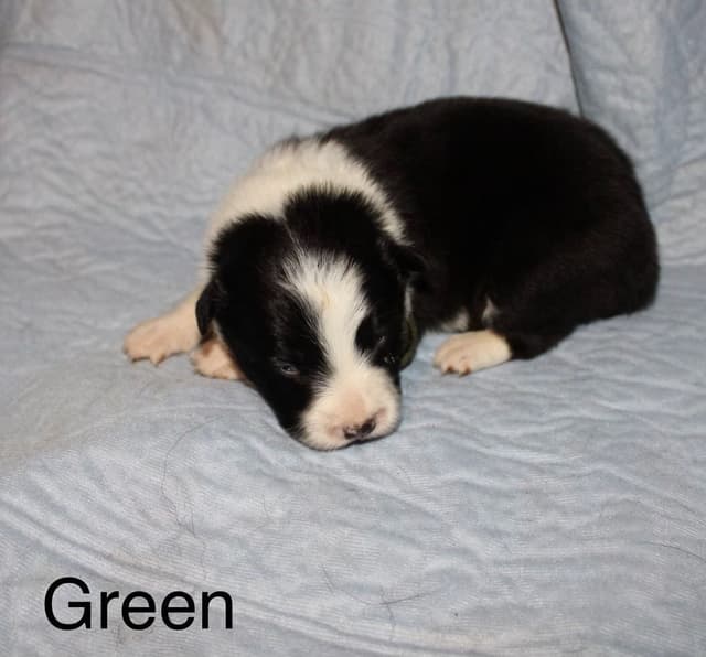 Border Collie Puppies media 4