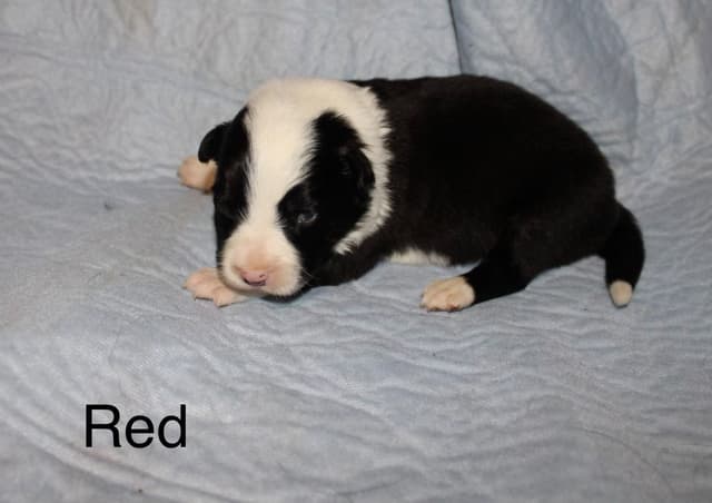 Border Collie Puppies media 5