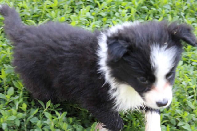 Border Collie Puppies media 2