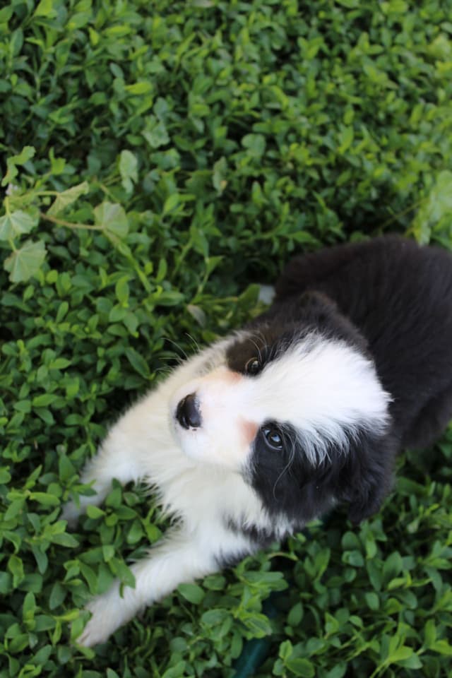 Border Collie Puppies media 3