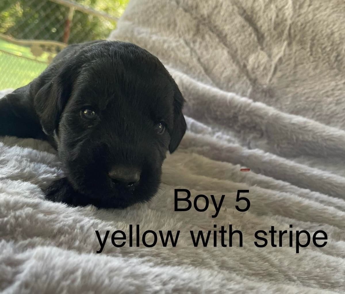Giant Schnauzer Puppies breeder image 3
