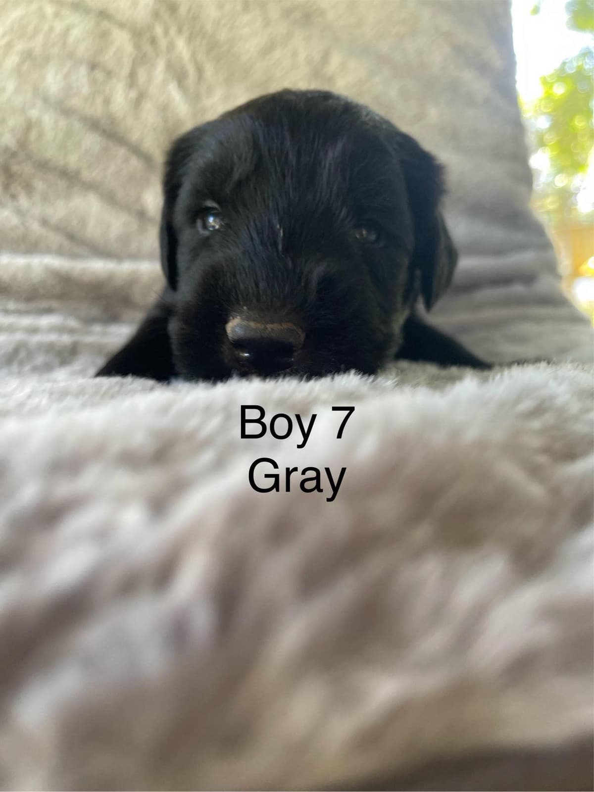 Giant Schnauzer Puppies breeder image 1