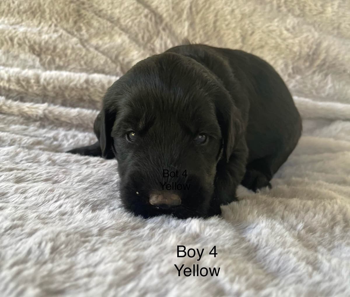 Giant Schnauzer Puppies breeder image 4