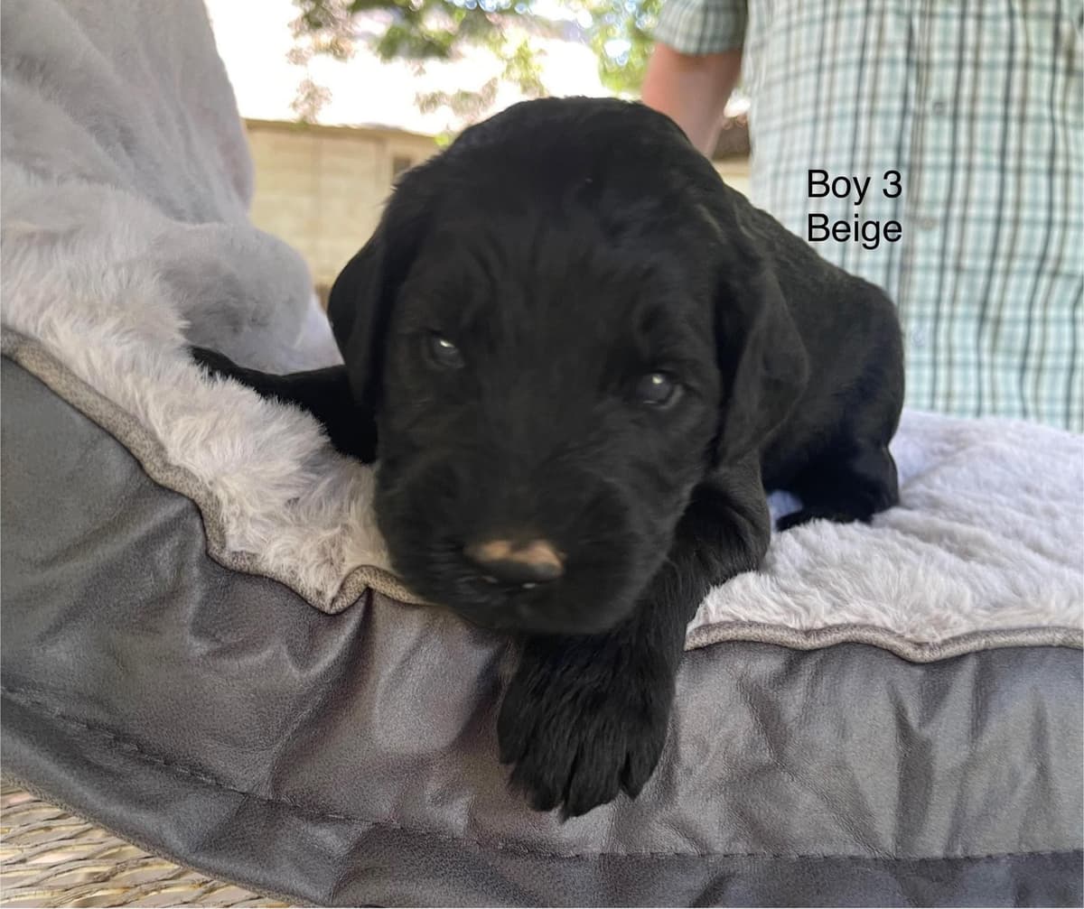 Giant Schnauzer Puppies breeder image 5