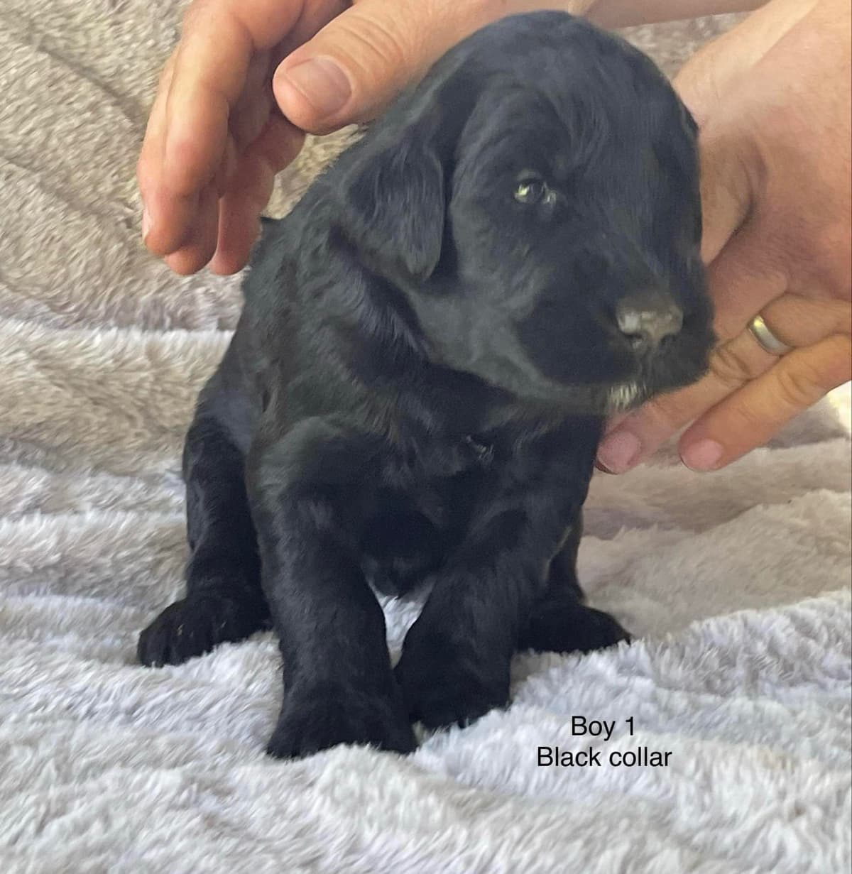 Giant Schnauzer Puppies breeder image 8