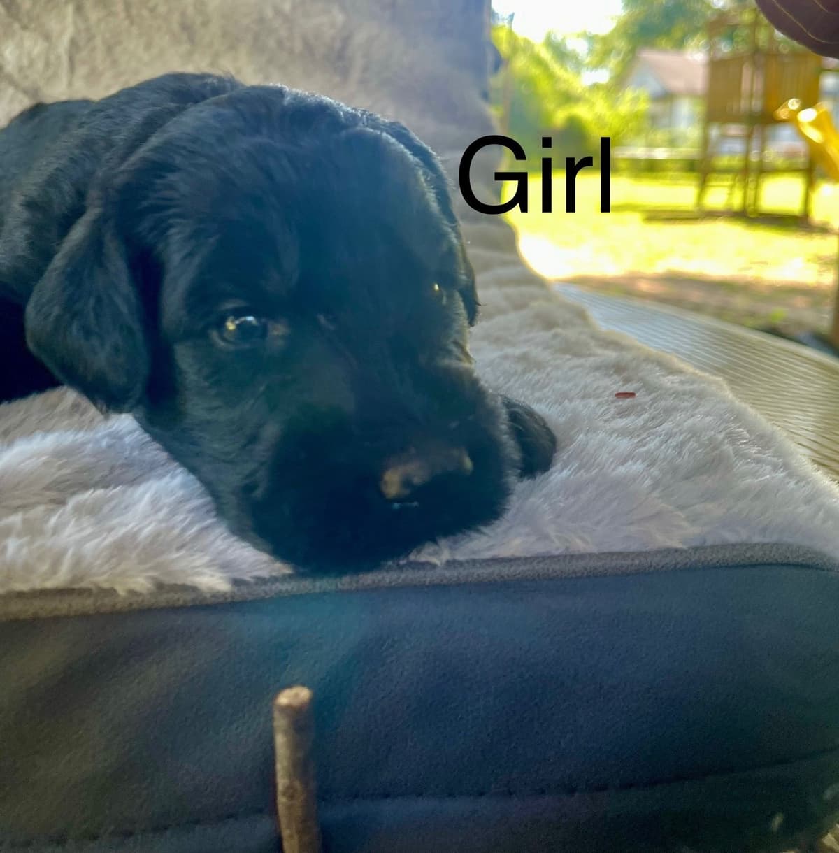 Giant Schnauzer Puppies breeder image 9