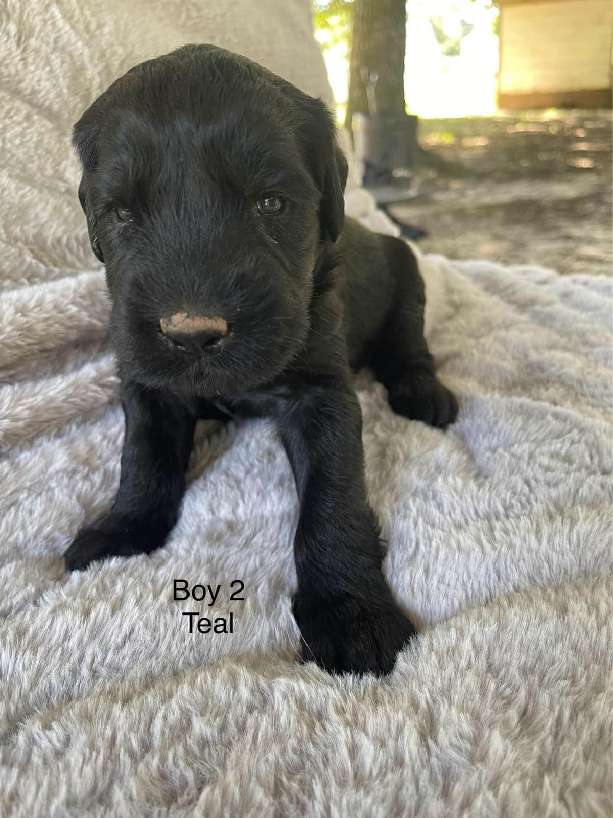 Giant Schnauzer Puppies breeder image 7