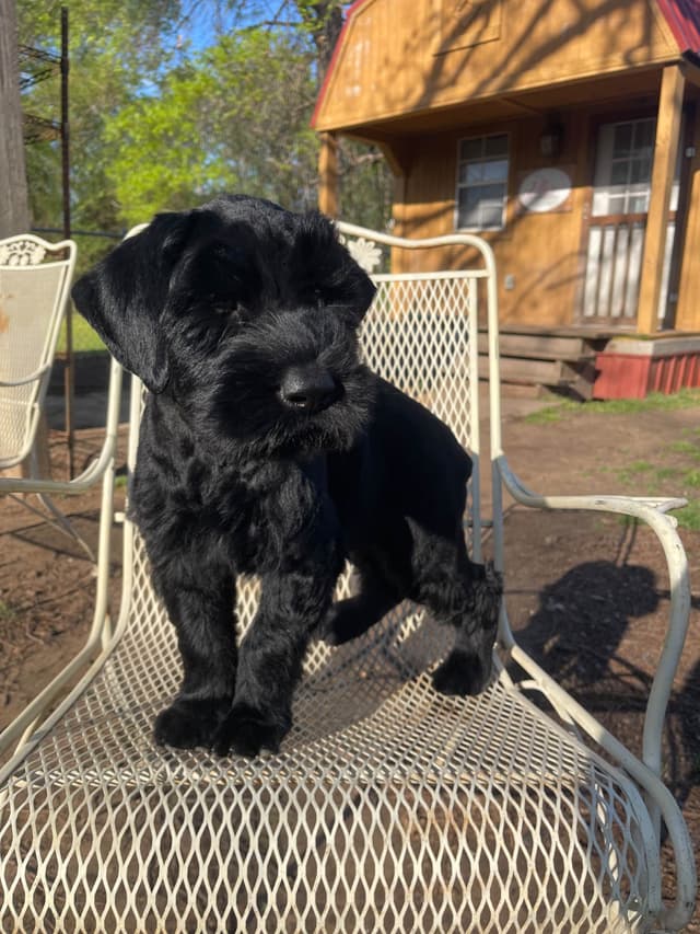 Giant Schnauzer Puppies media 2