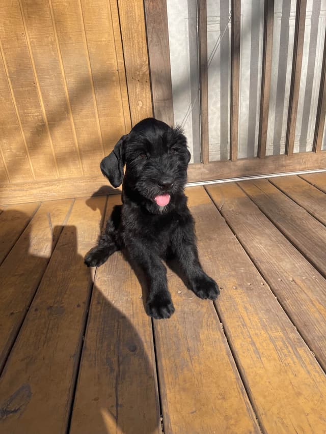 Giant Schnauzer Puppies media 4