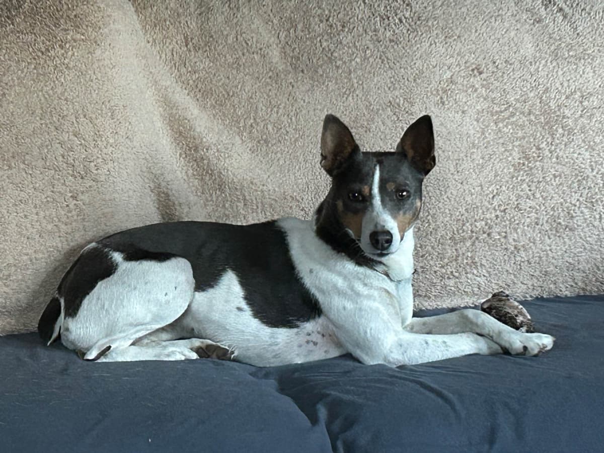 Rat Terrier Puppies breeder image 1