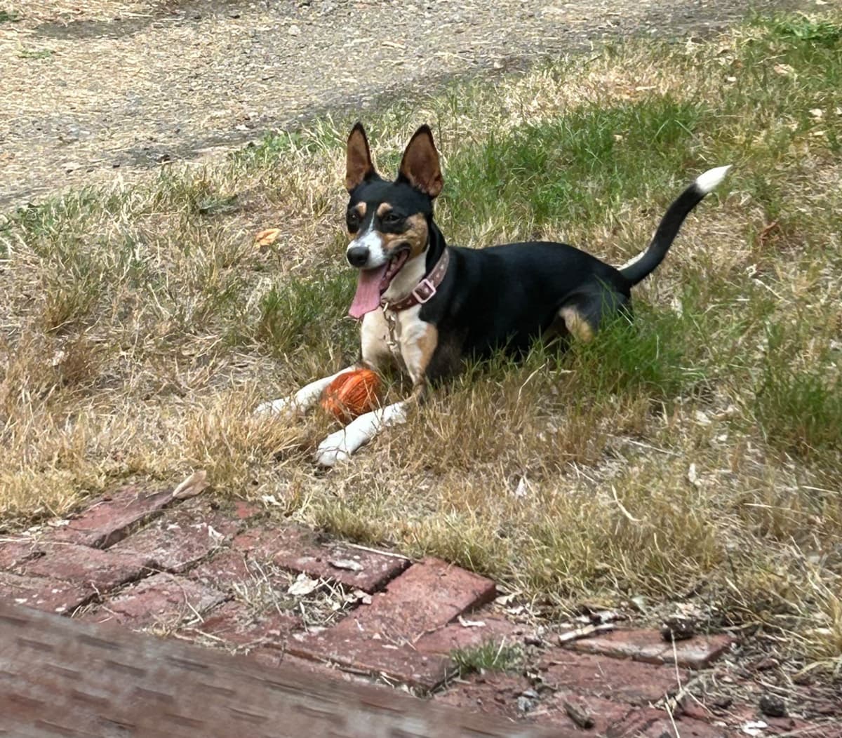 Rat Terrier Puppies breeder image 2