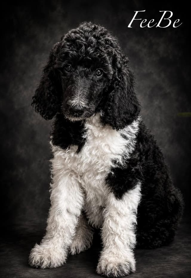 Part- Poodle  TUXEDO Puppies media 2