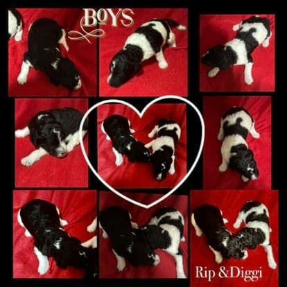 Part- Poodle  TUXEDO Puppies media 4