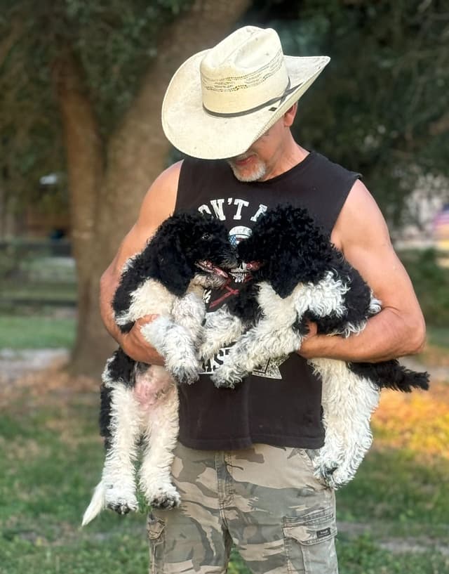Part- Poodle  TUXEDO Puppies media 6