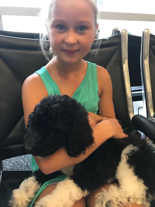 Part- Poodle  TUXEDO Puppies media 7