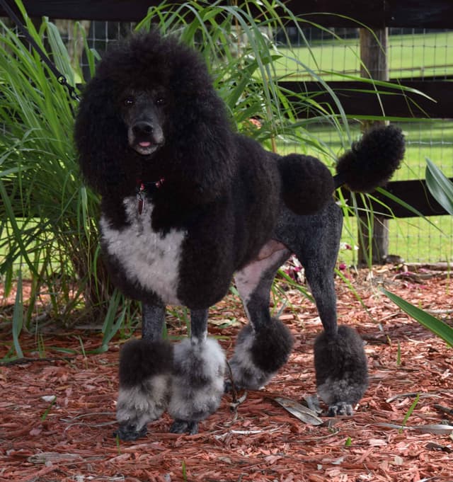 Part- Poodle  TUXEDO Puppies media 10