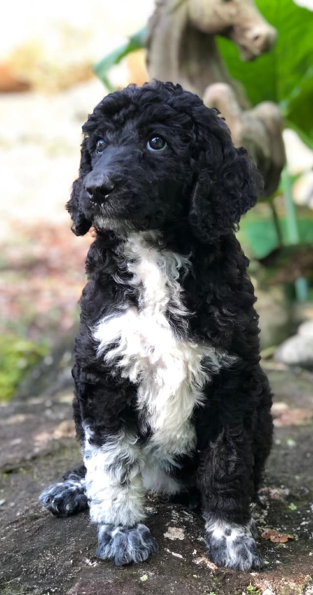 Part- Poodle  TUXEDO Puppies media 11