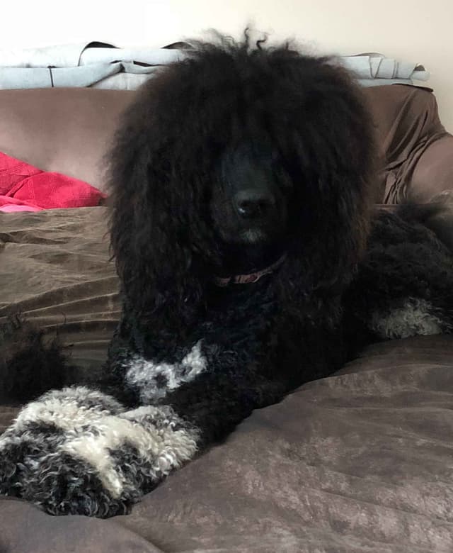 Part- Poodle  TUXEDO Puppies media 13