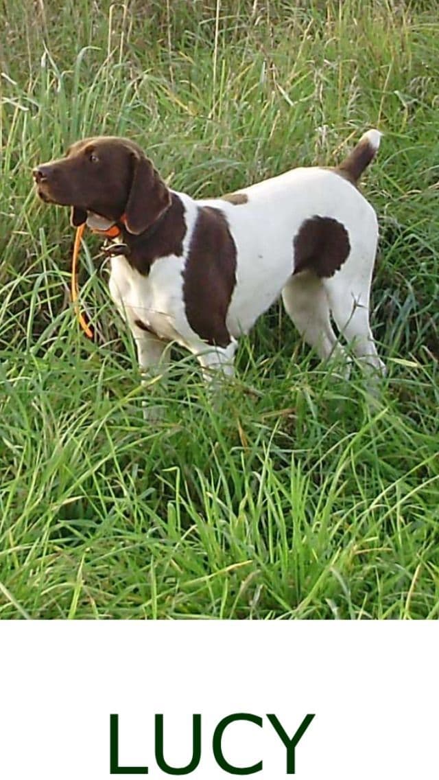 German Shorthaired Pointer Puppies breeder image 2